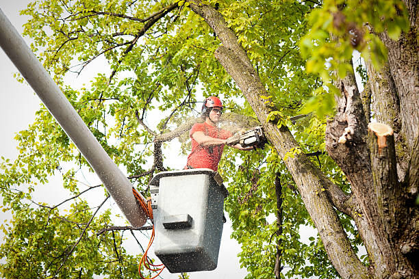 Best Tree Removal  in Dover Base Housing, DE